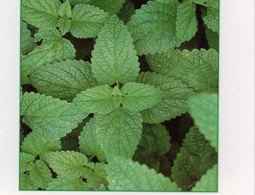 Lemon balm or Melissa and therapeutic activity on Graves’ disease