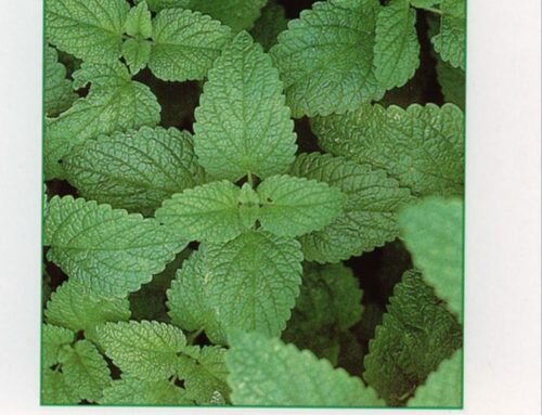 Lemon balm or Melissa and therapeutic activity on Graves’ disease